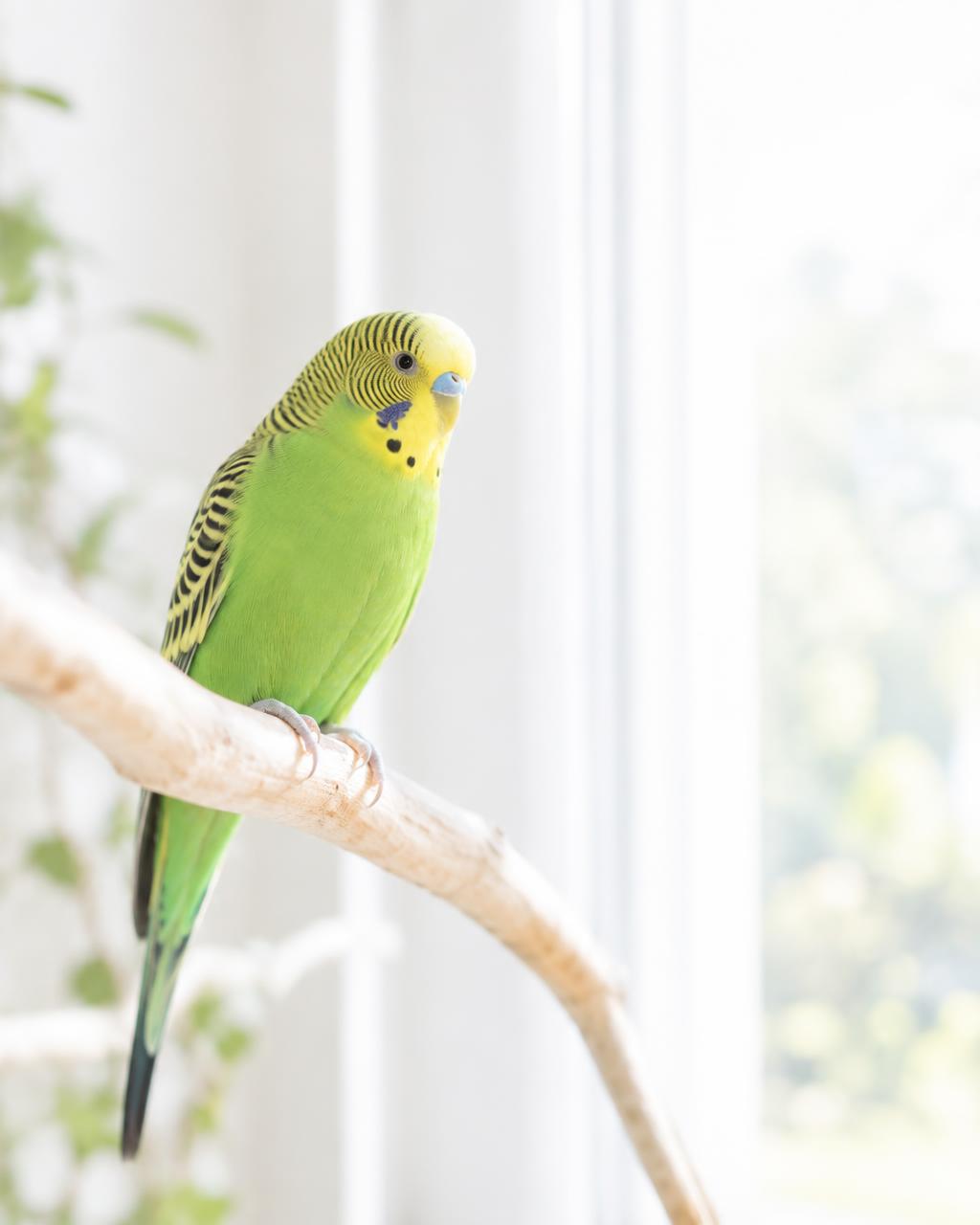 A parakeet perched beside a bright window
