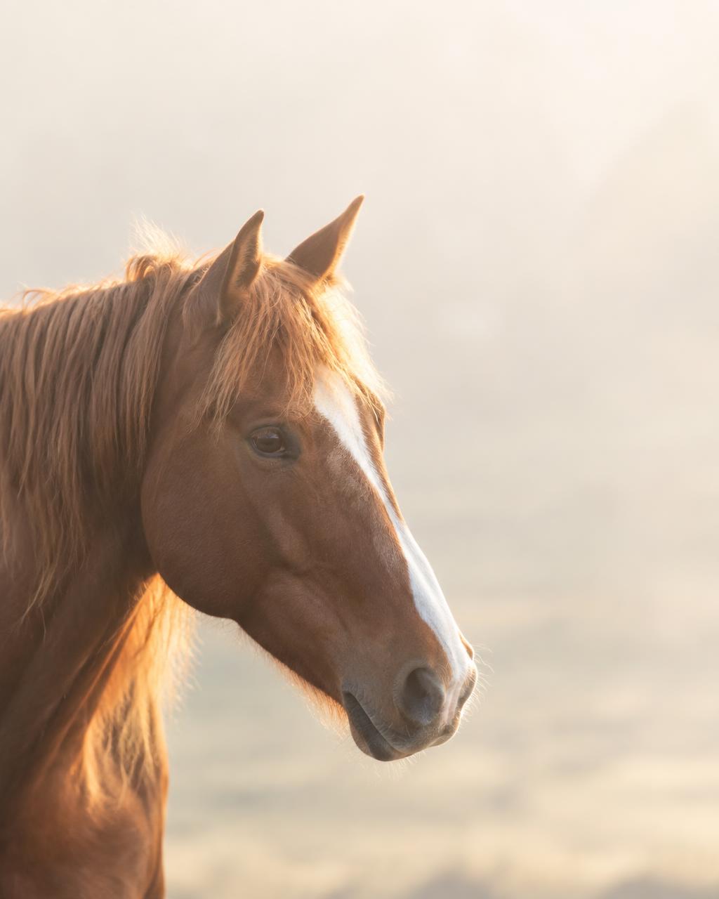 A chestnut horse in morning haze